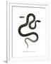 Cat Snake-null-Framed Giclee Print