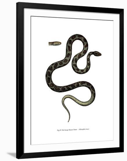 Cat Snake-null-Framed Giclee Print