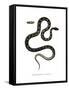 Cat Snake-null-Framed Stretched Canvas