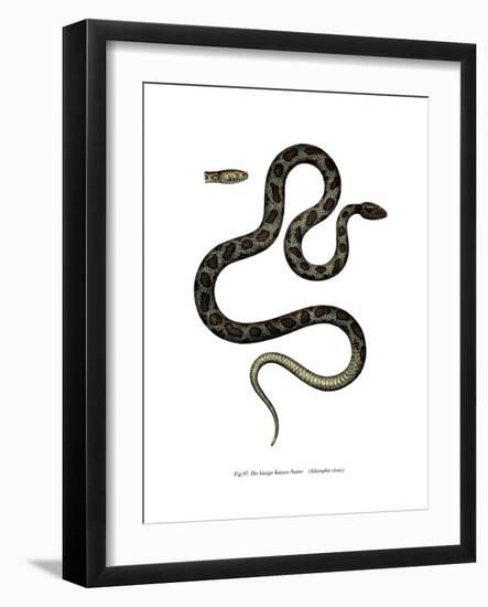 Cat Snake-null-Framed Giclee Print