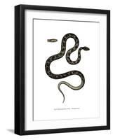 Cat Snake-null-Framed Giclee Print