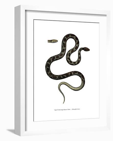 Cat Snake-null-Framed Giclee Print