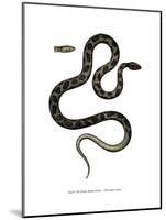 Cat Snake-null-Mounted Giclee Print