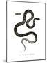 Cat Snake-null-Mounted Giclee Print