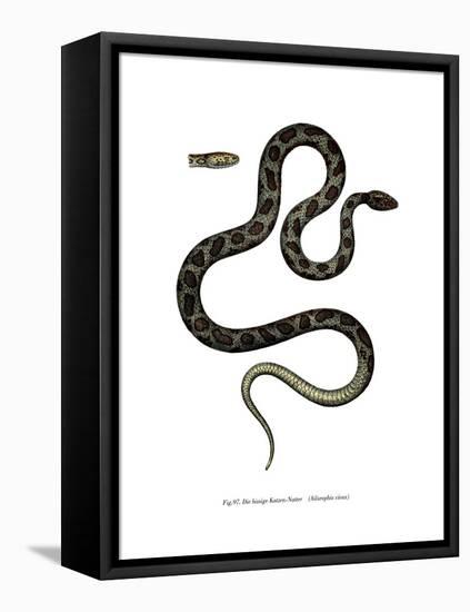 Cat Snake-null-Framed Stretched Canvas