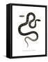 Cat Snake-null-Framed Stretched Canvas