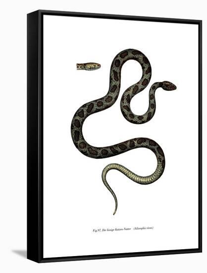 Cat Snake-null-Framed Stretched Canvas