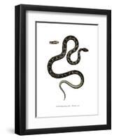 Cat Snake-null-Framed Giclee Print