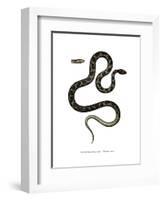 Cat Snake-null-Framed Giclee Print