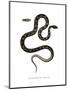 Cat Snake-null-Mounted Giclee Print