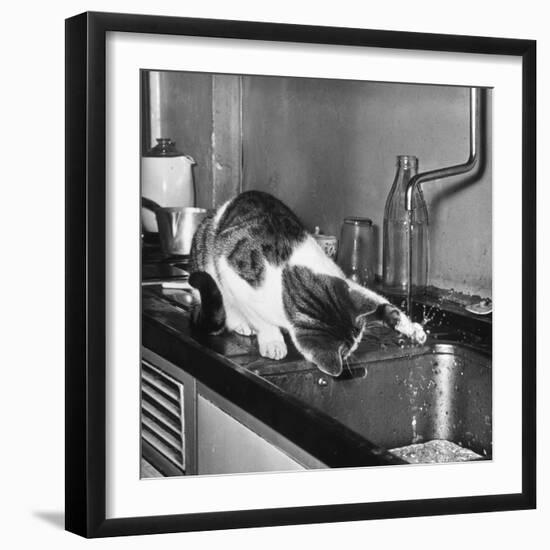 Cat Splash-Robin Adler-Framed Photographic Print