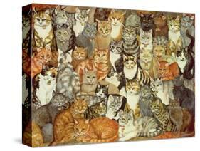 Cat-Spread-Ditz-Stretched Canvas