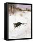 Cat Stalking over Snow, 1884-Bruno Andreas Liljefors-Framed Stretched Canvas