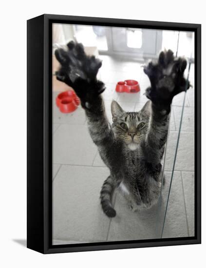 Cat Stretches on a Glass Door in the Animal Shelter in Berlin-null-Framed Stretched Canvas