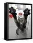 Cat Stretches on a Glass Door in the Animal Shelter in Berlin-null-Framed Stretched Canvas