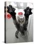 Cat Stretches on a Glass Door in the Animal Shelter in Berlin-null-Stretched Canvas