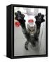 Cat Stretches on a Glass Door in the Animal Shelter in Berlin-null-Framed Stretched Canvas