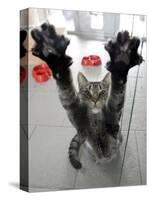 Cat Stretches on a Glass Door in the Animal Shelter in Berlin-null-Stretched Canvas