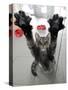 Cat Stretches on a Glass Door in the Animal Shelter in Berlin-null-Stretched Canvas