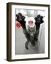 Cat Stretches on a Glass Door in the Animal Shelter in Berlin-null-Framed Photographic Print