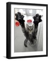 Cat Stretches on a Glass Door in the Animal Shelter in Berlin-null-Framed Photographic Print