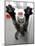 Cat Stretches on a Glass Door in the Animal Shelter in Berlin-null-Mounted Photographic Print