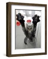 Cat Stretches on a Glass Door in the Animal Shelter in Berlin-null-Framed Photographic Print