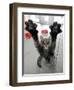 Cat Stretches on a Glass Door in the Animal Shelter in Berlin-null-Framed Photographic Print