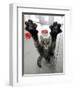 Cat Stretches on a Glass Door in the Animal Shelter in Berlin-null-Framed Photographic Print