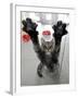 Cat Stretches on a Glass Door in the Animal Shelter in Berlin-null-Framed Photographic Print