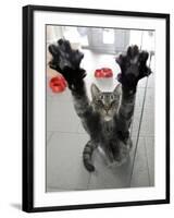 Cat Stretches on a Glass Door in the Animal Shelter in Berlin-null-Framed Photographic Print