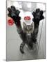 Cat Stretches on a Glass Door in the Animal Shelter in Berlin-null-Mounted Photographic Print