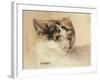 Cat Study (W/C on Paper)-Louis Wain-Framed Giclee Print