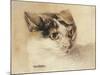 Cat Study (W/C on Paper)-Louis Wain-Mounted Giclee Print