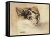 Cat Study (W/C on Paper)-Louis Wain-Framed Stretched Canvas