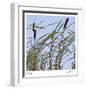 Cat Tails-Ken Bremer-Framed Limited Edition