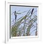 Cat Tails-Ken Bremer-Framed Limited Edition