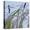 Cat Tails-Ken Bremer-Stretched Canvas