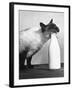 Cat Thief-null-Framed Photographic Print