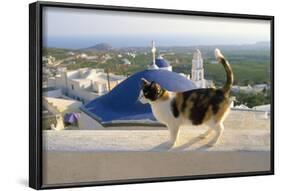 Cat,Tortoiseshell and White, Town in Background-null-Framed Photographic Print