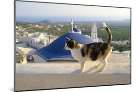 Cat,Tortoiseshell and White, Town in Background-null-Mounted Photographic Print