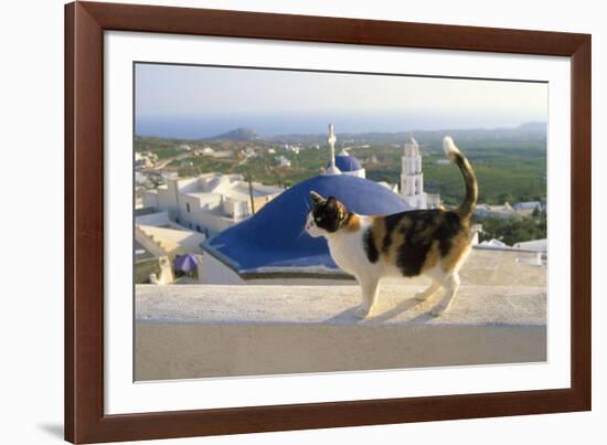 Cat,Tortoiseshell and White, Town in Background-null-Framed Photographic Print