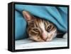 Cat under Blacket-Sarah Stribbling-Framed Stretched Canvas