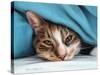 Cat under Blacket-Sarah Stribbling-Stretched Canvas