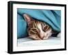 Cat under Blacket-Sarah Stribbling-Framed Art Print