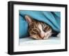 Cat under Blacket-Sarah Stribbling-Framed Art Print