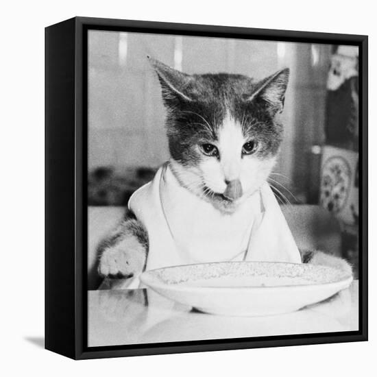 Cat Waiting to Eat-null-Framed Stretched Canvas