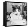 Cat Waiting to Eat-null-Framed Stretched Canvas
