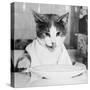 Cat Waiting to Eat-null-Stretched Canvas