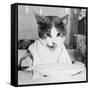 Cat Waiting to Eat-null-Framed Stretched Canvas